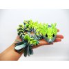 mlada imeloveho draka Baby Mistletoe Dragon (8)