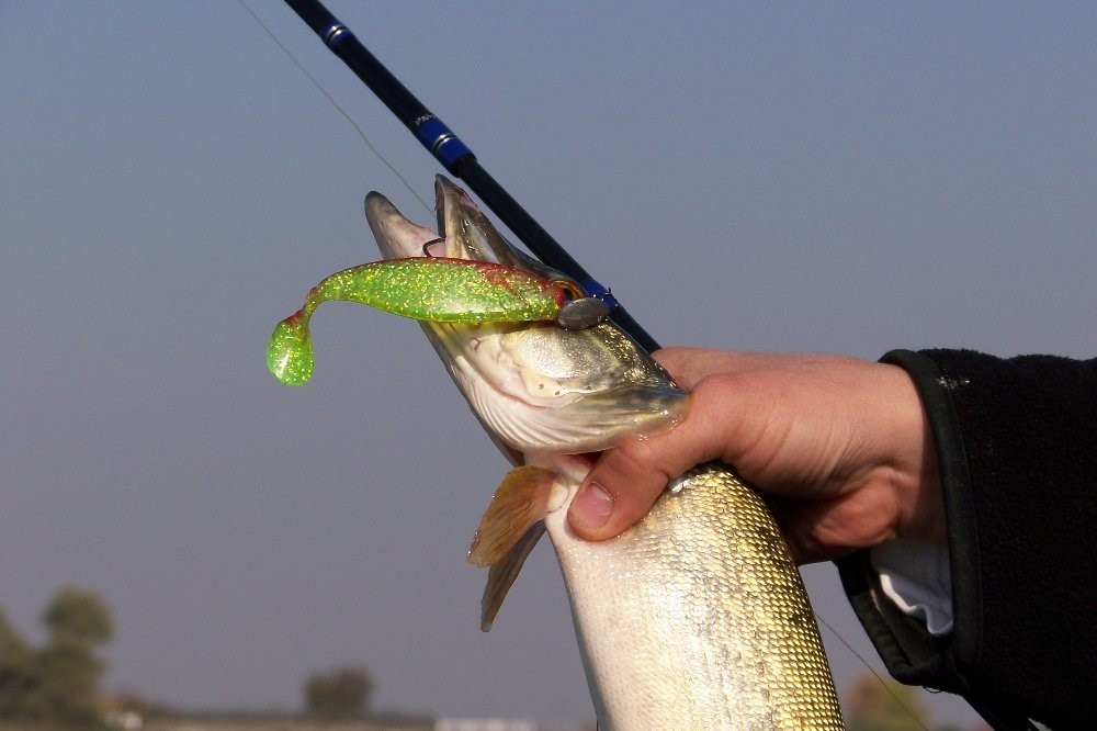 Jack pike on soft plastic rigged with a jig head