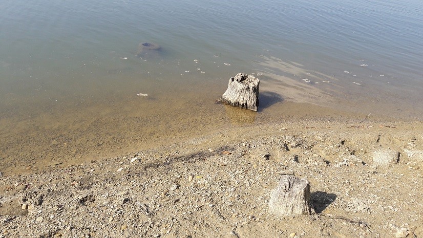 Cut trees at the bank. Concludes that there are more under the surface