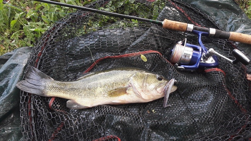 Largemouth bass caught with Cheburashka jig