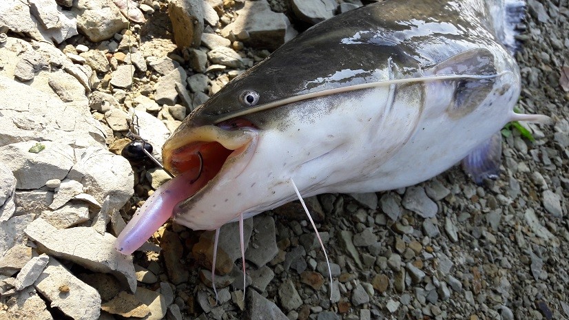 Young catfish is not a real opponent for the heavy wire of Ichikawa