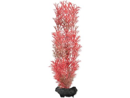 Rostlina Red Foxtail 23cm M