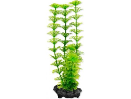 Rostlina Ambulia Tetra S 15cm