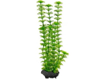 Rostlina Ambulia Tetra M 23cm