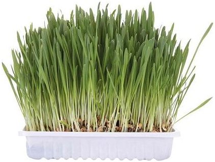 Tráva pro kočku v misce 100g TRIXIE