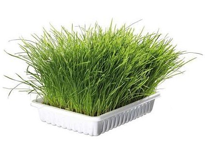 Jemná tráva pro kočku v misce TRIXIE 100 g
