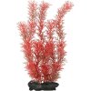 Rostlina Red Foxtail 30cm