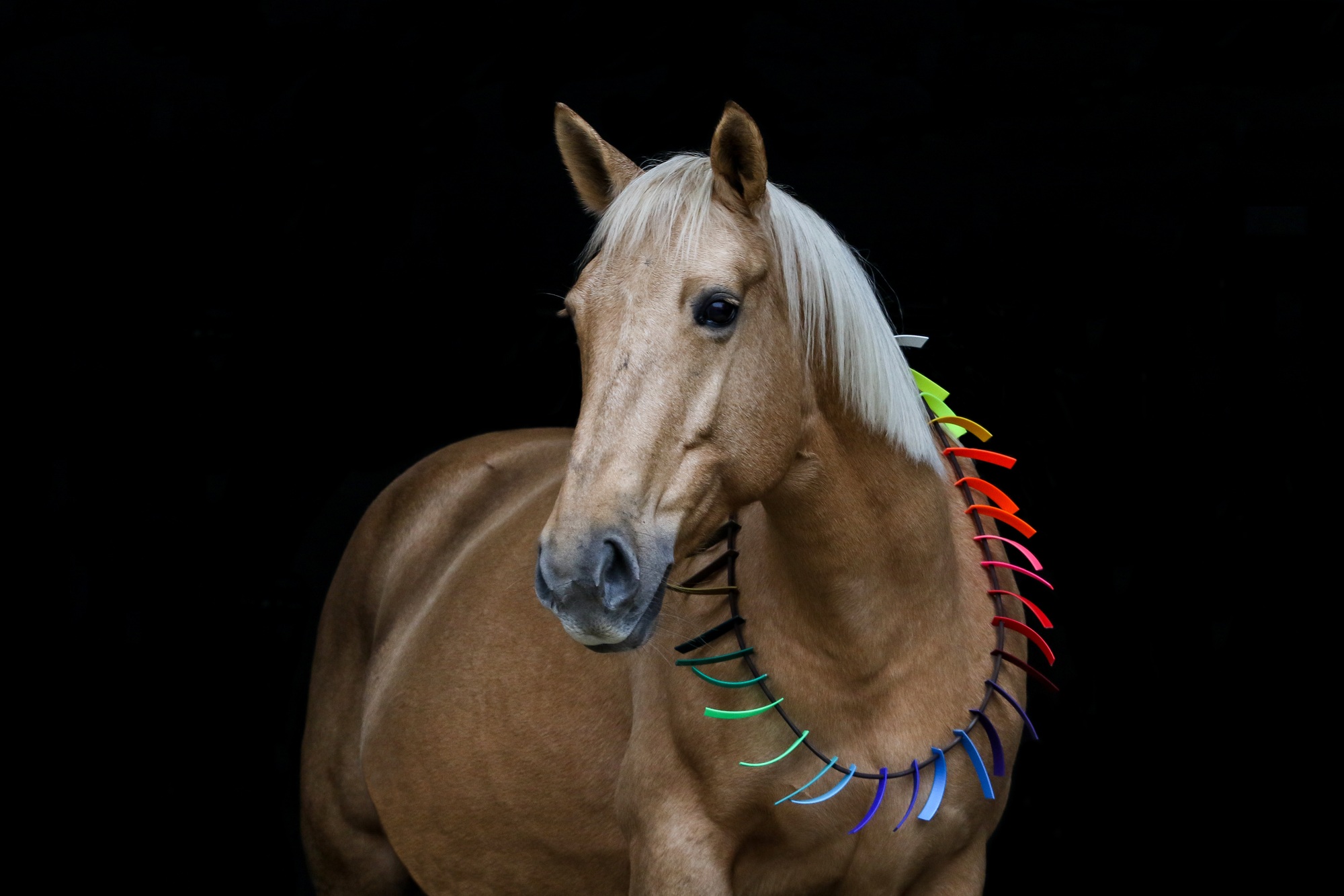 4horse – ein paar Worte über uns