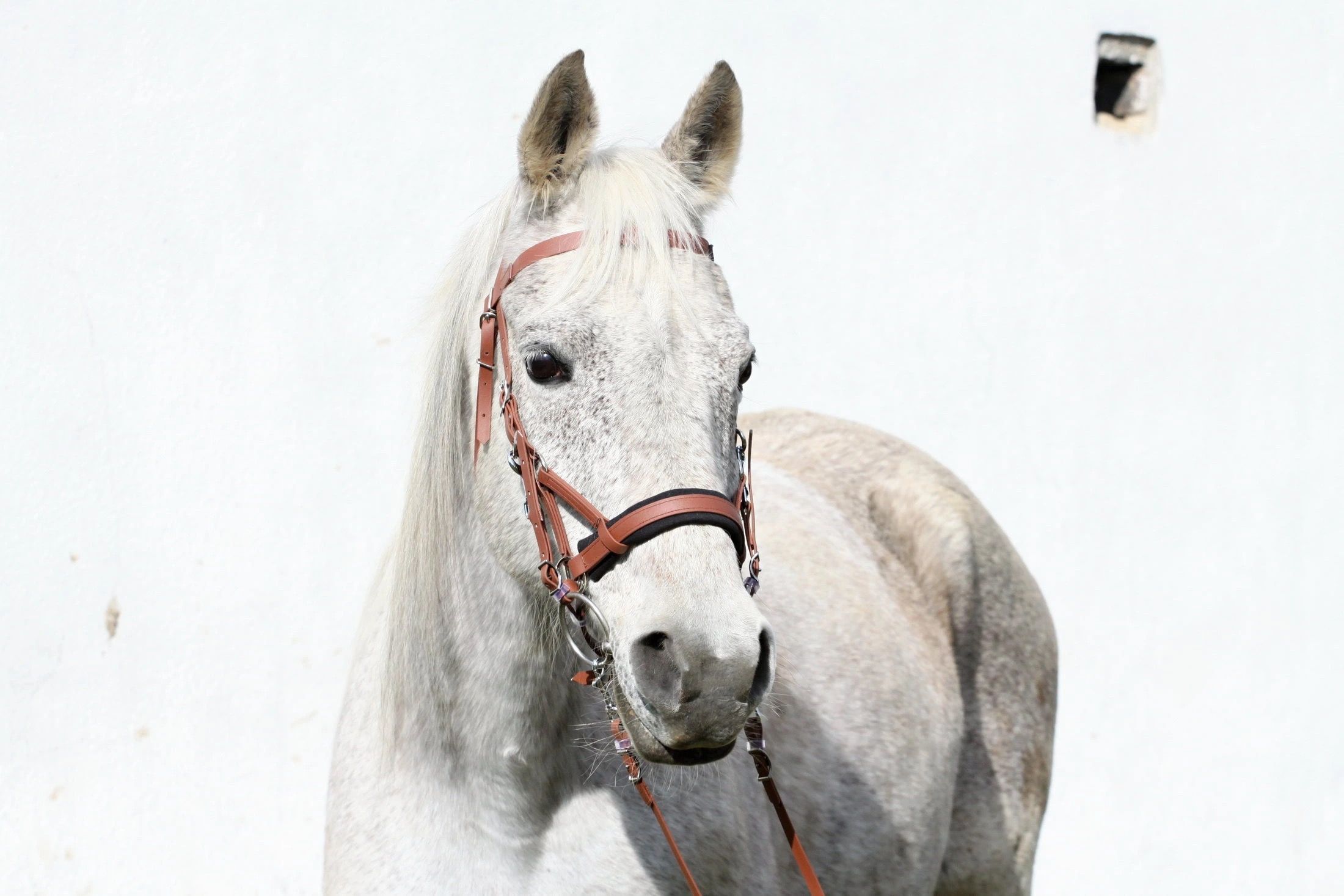 Bílý kůň s ručně vyrobenou uzdečkou 4HORSE