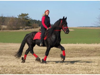 Anglická uzdečka s kombinovaným nánosníkem (English bridle)