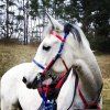 Uzdečka endurance Slim (Endurance Bridle - Slim)