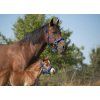 Foal halter