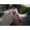 Foal halter