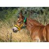 Foal halter