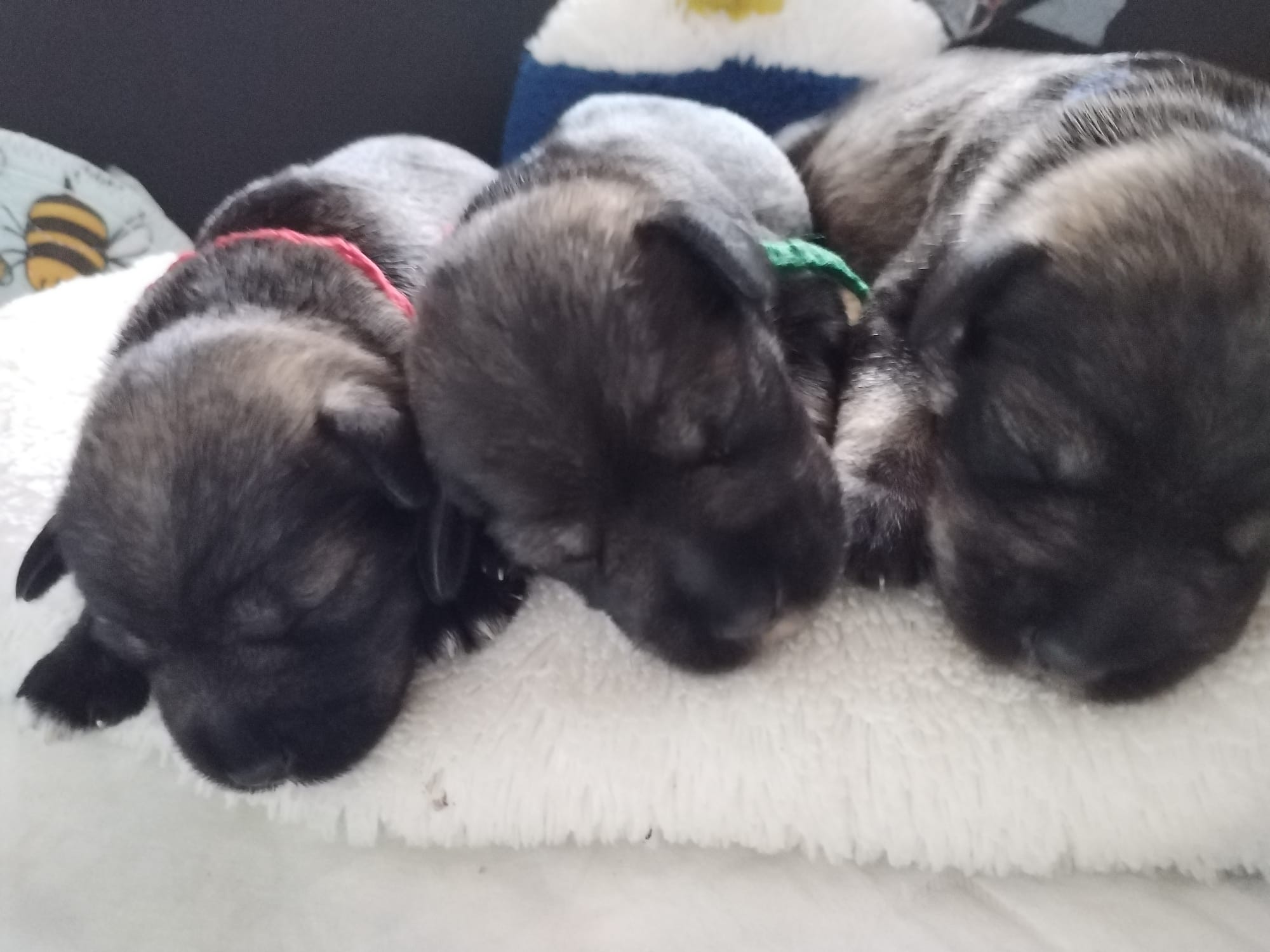 Prodej štěňátek - Knírač P+S