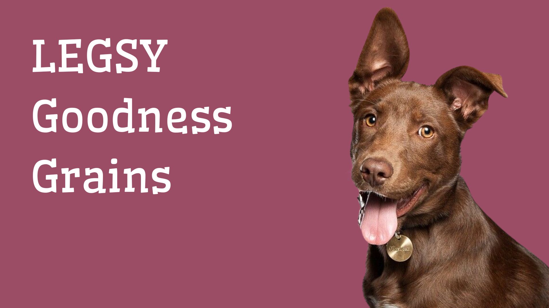 Představení naší řady granulí pro psy LEGSY Goodness Grains