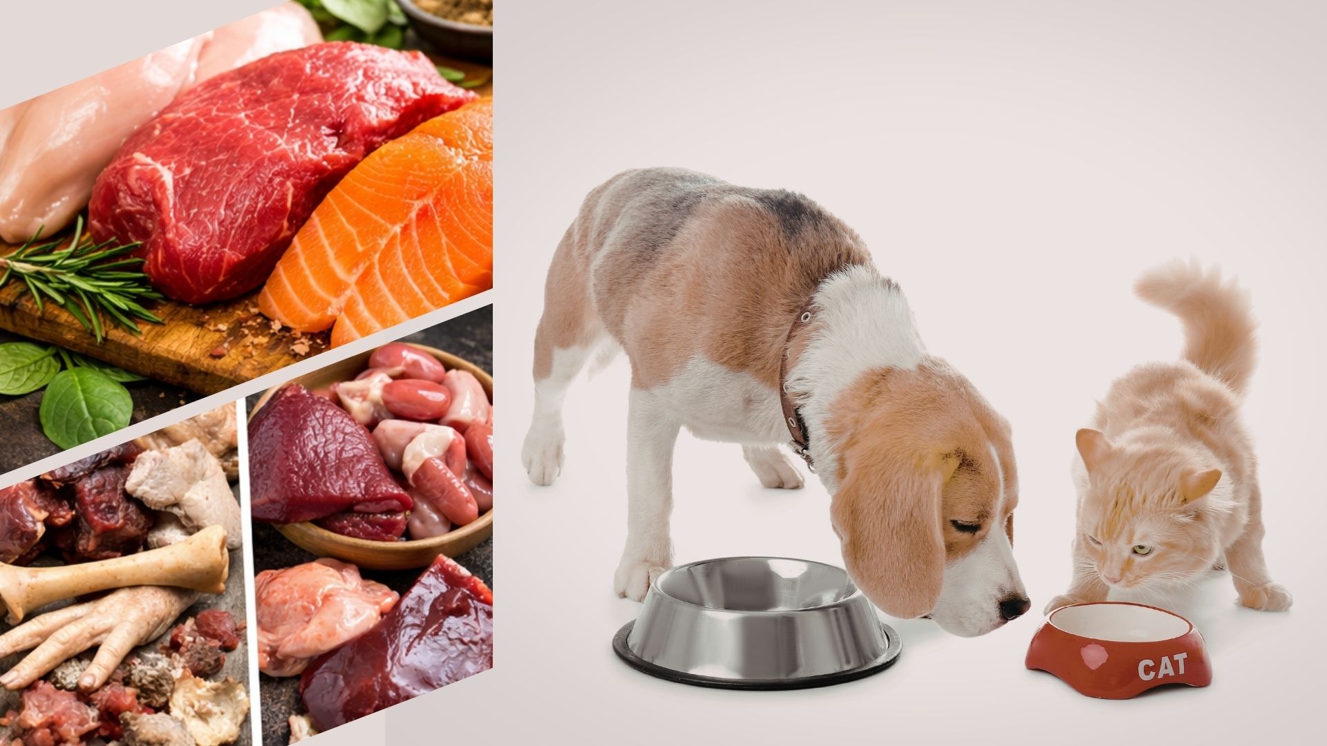 Maso vs. živočišné produkty v krmivu: víte, co váš mazlíček skutečně jí?