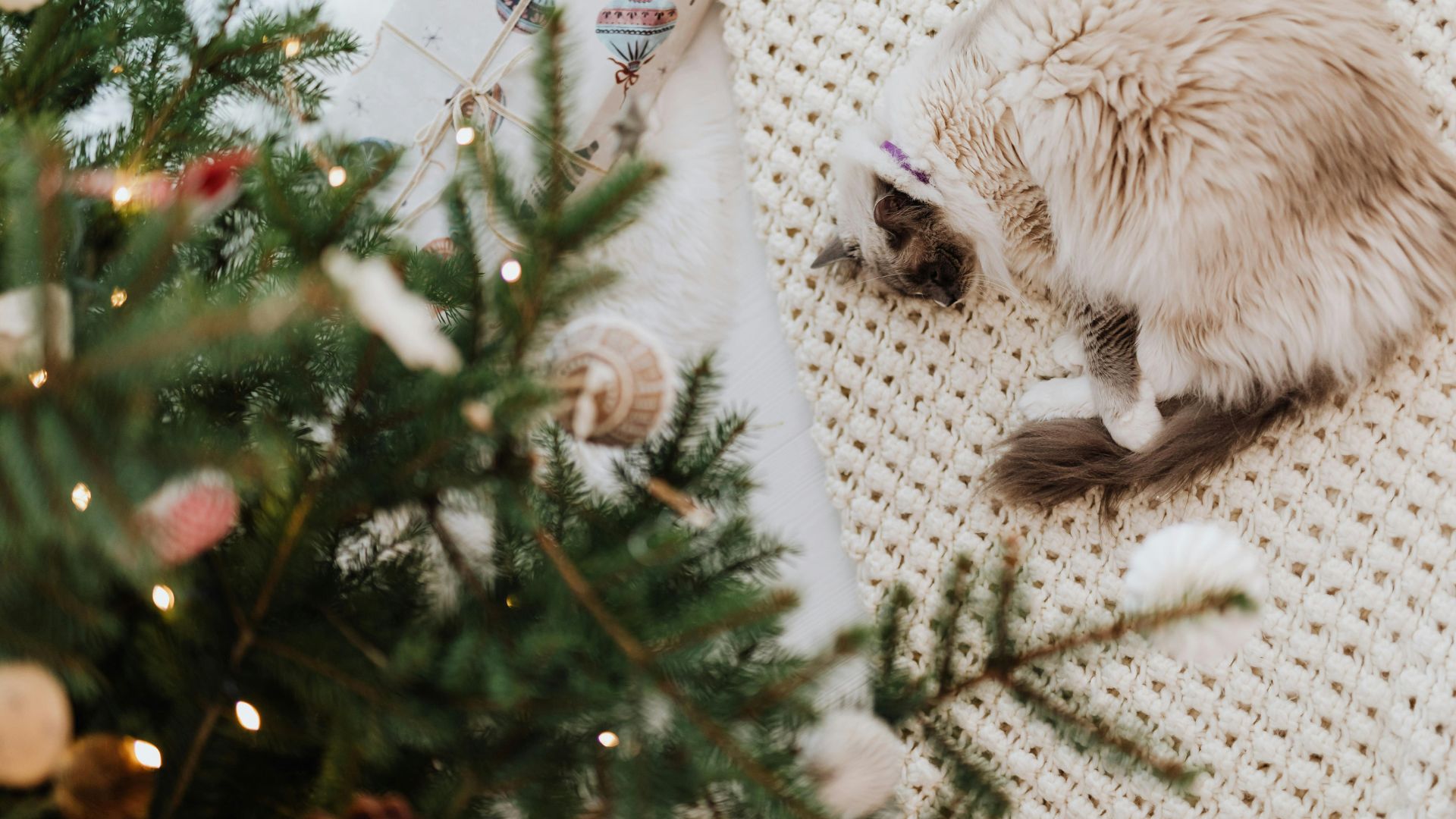 Vánoce s domácími mazlíčky: na co si dát pozor a jak jim svátky zpříjemnit