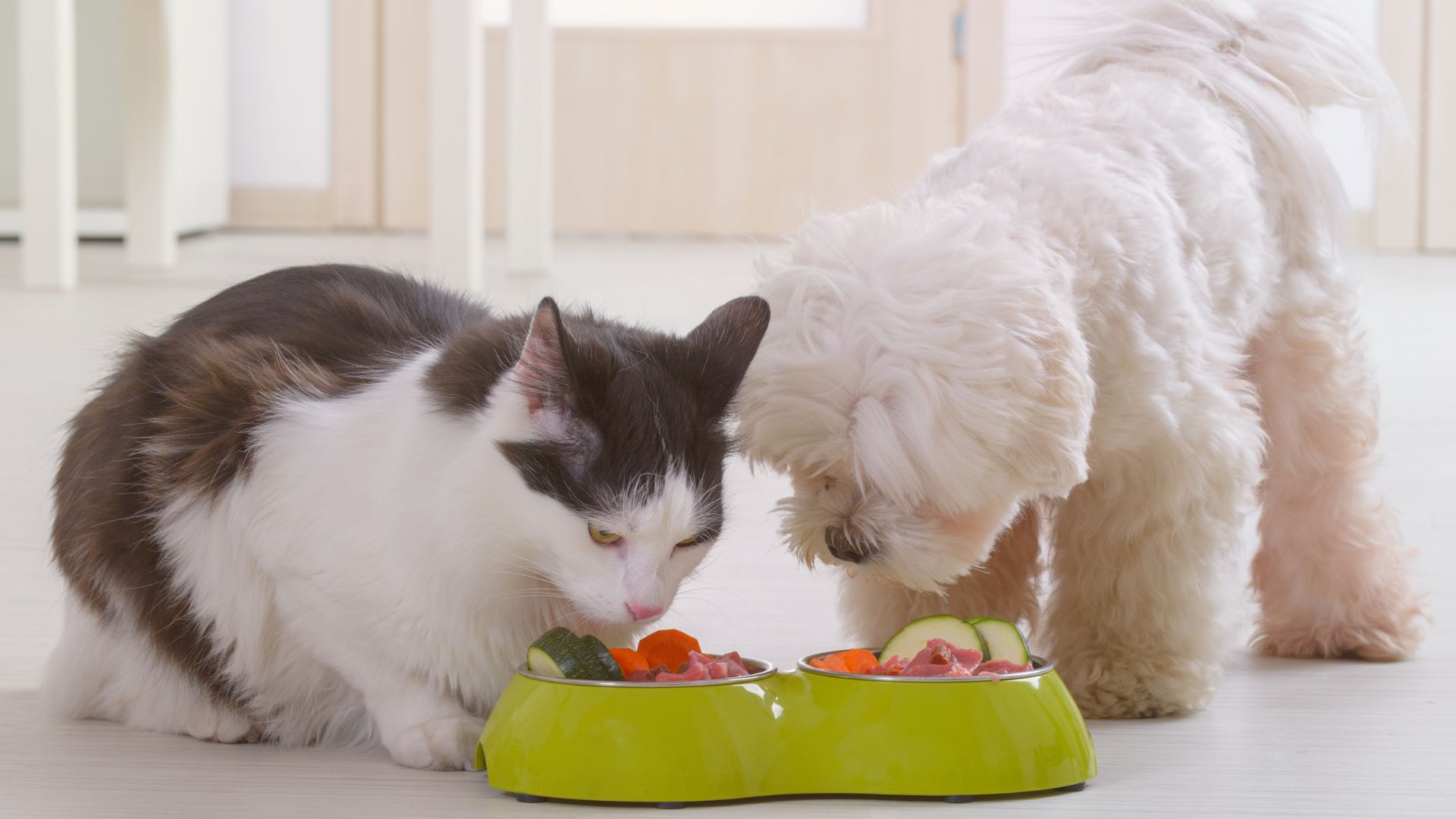 Nevhodné potraviny a složky krmiva pro psy a kočky. Čemu se vyvarovat?