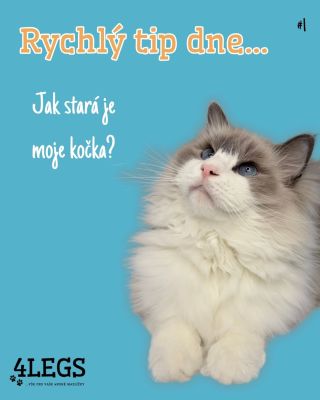🐱 Kolik je kočce vlastně let v lidských letech? Možná tě překvapí, že to není jednoduché násobení. První rok života...