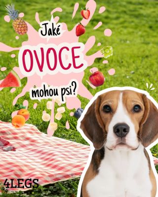 🍓🍉 Ovoce nemusí být jen letní svačinka pro nás. Některé druhy ovoce mohou být skvělým zpestřením jídelníčku i pro naše psí...