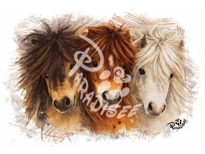 shetland pony eshop