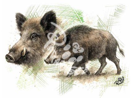 divočák 21 16 eshop