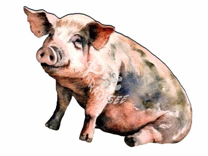prase na panáka