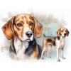 beagle