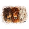 shetland pony eshop