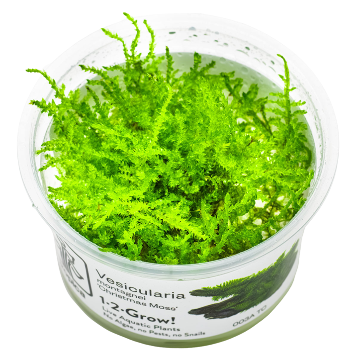 Tropica Vesicularia dubyana 'Christmas' 1-2 Grow!