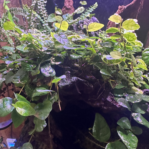 Ficus pumila