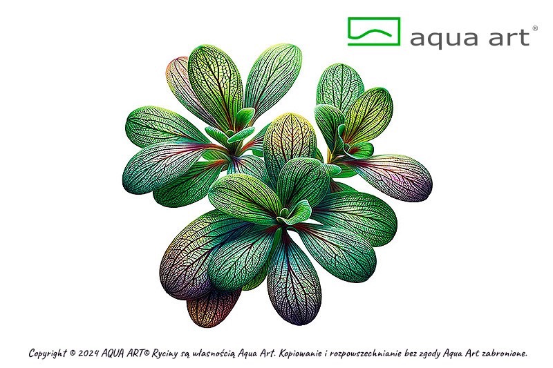 Aqua Art Utricularia calycifida