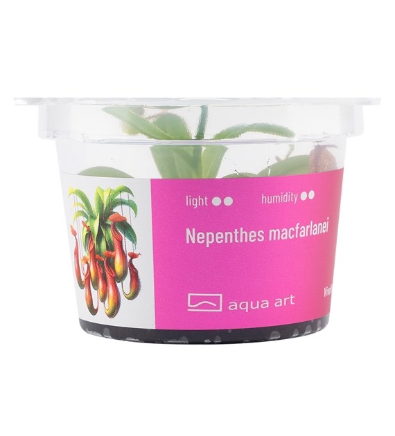 Aqua Art Nepenthes macfarlanei