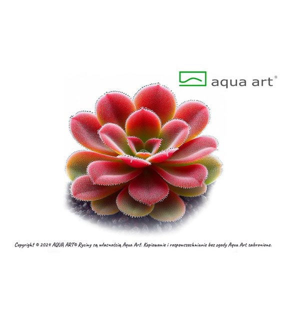 Aqua Art Pinguicula 'Sethos'