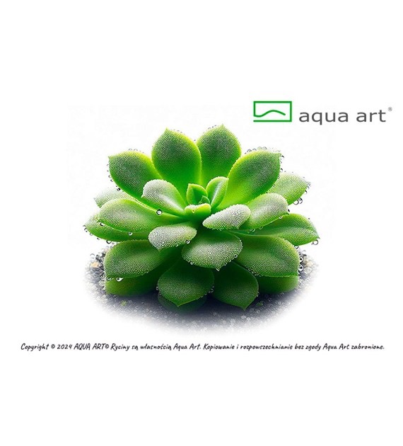Aqua art Pinguicula 'Moranensis carow'