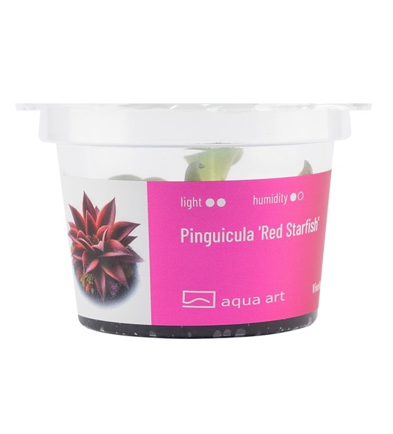 Aqua Art Pinguicula 'Red Starfish'