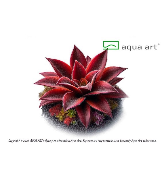 Aqua Art Pinguicula 'Red Starfish'