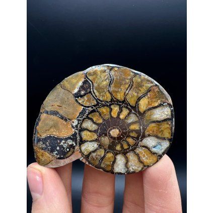 amonit z lokality Er-Rich, Maroko