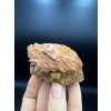 Baryt a Fluorit Sidi Ayad, Maroko (7x5x4,5cm) v ruce