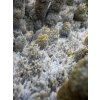 Chalcedon - Sidi Rahal, Maroko