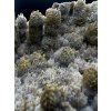 Chalcedon - Sidi Rahal, Maroko (12 x 6,5 x 4cm) | 5 Minerals