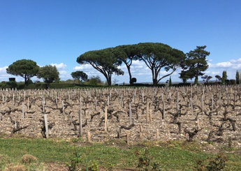 Chateau-Chasse-Spleen-Moulis-garden-7deci-m