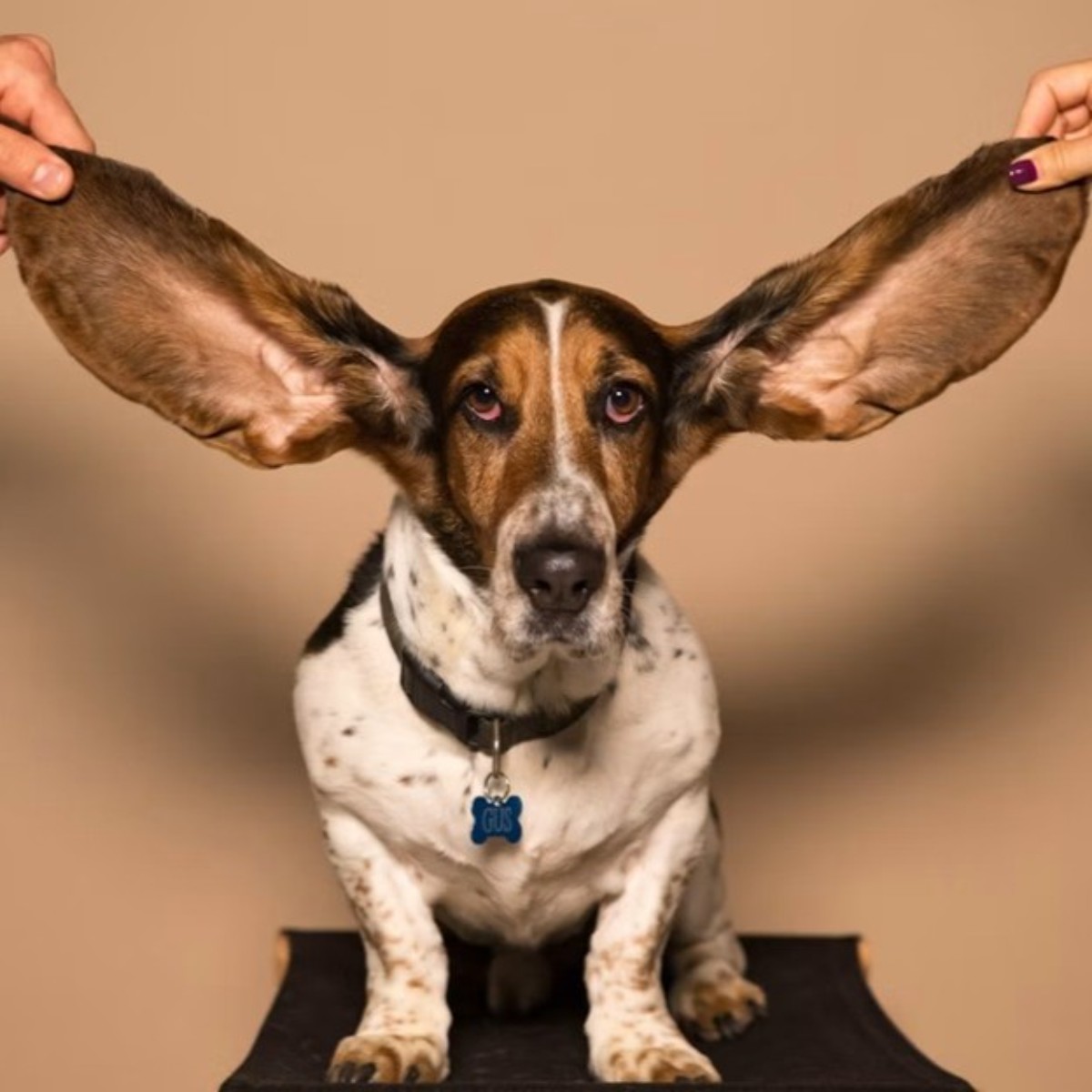 Regelmäßige Ohrenhygiene bei Hund und Katze mit SkinPET Otic