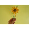 květina slunečnice6