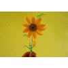 květina slunečnice9