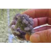 chalcedongrape8