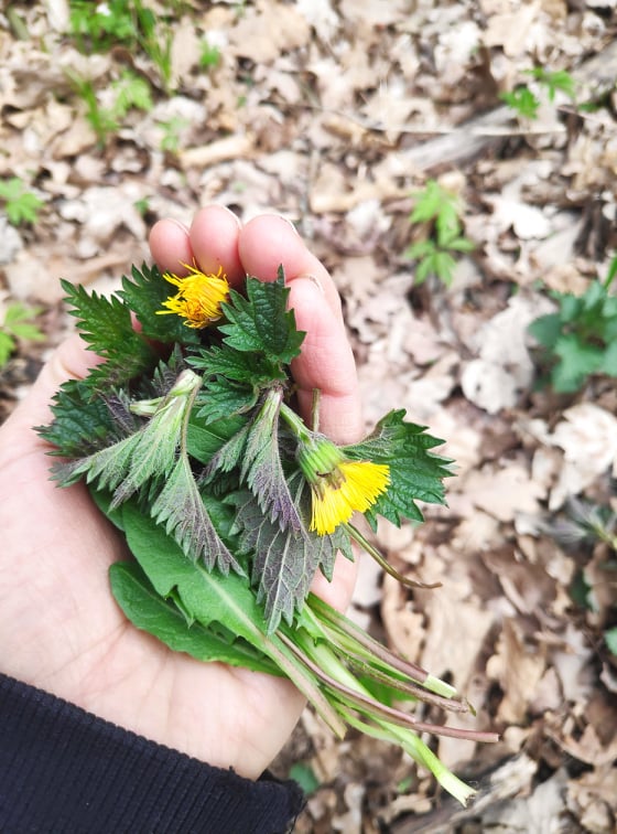 Jedlé rastliny "buriny" z našich lúk a záhrad