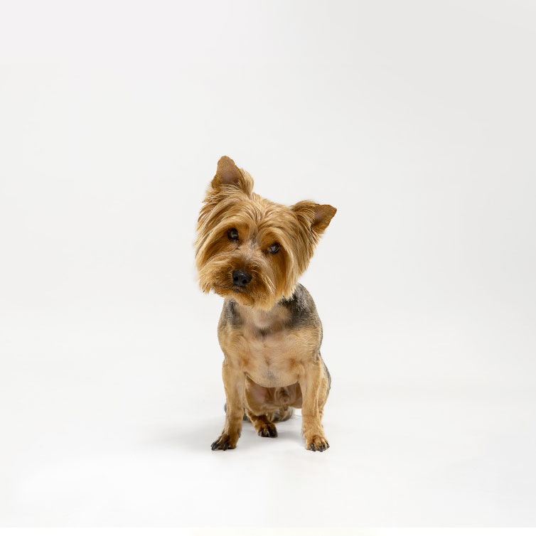 Pro malé psy - do 10 kg