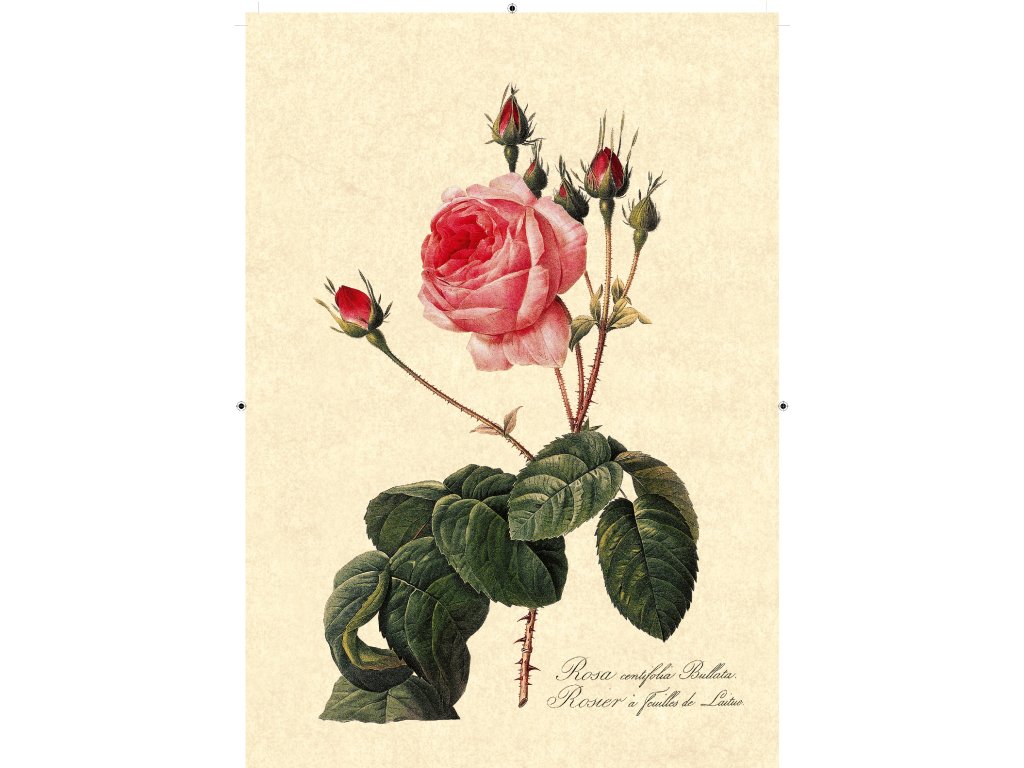 růže rudá 2 béžová